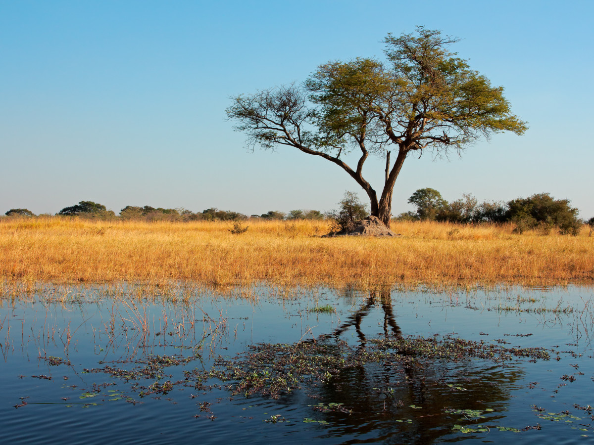 Caprivistrook, zambezi - Undiscovered.nl