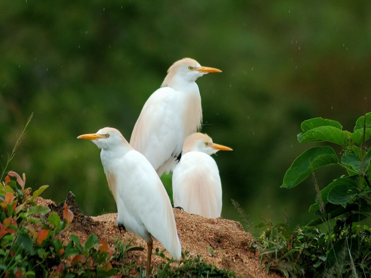 Cattle egret vogel - Undiscovered.nl