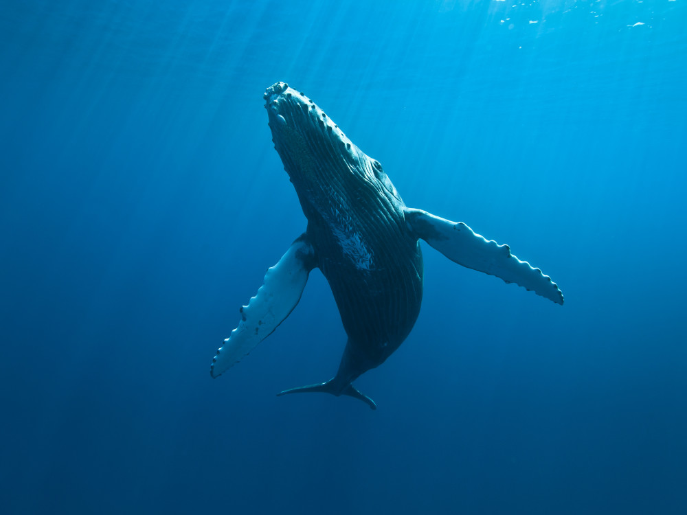 Bultrug in Réunion - Undiscovered.nl
