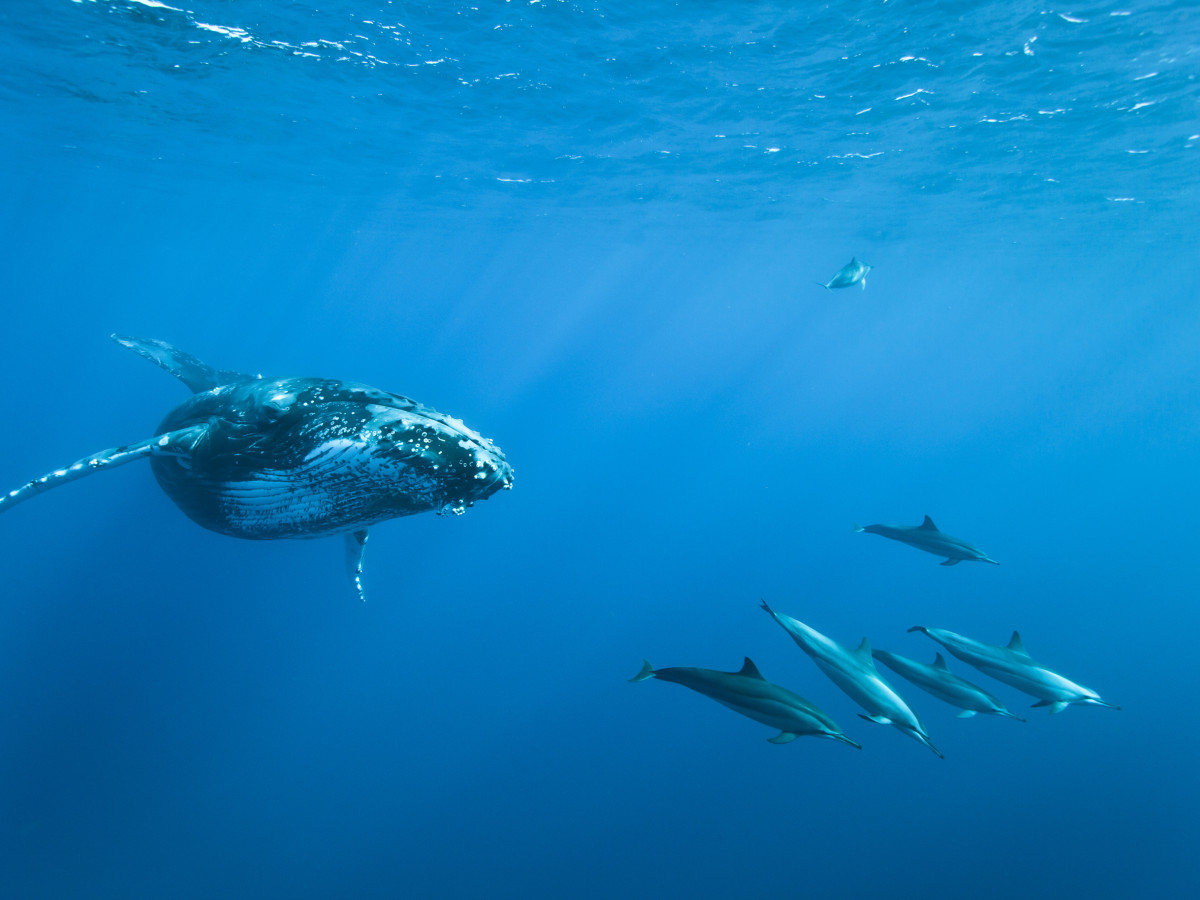 Bultrug en dolfijnen in Réunion - Undiscovered.nl