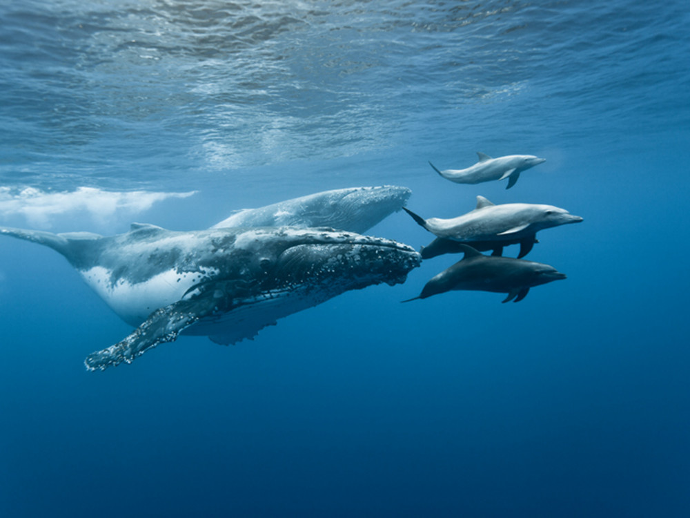 markering kloof Verandert in Walvissen en dolfijnen spotten in Réunion - Undiscovered