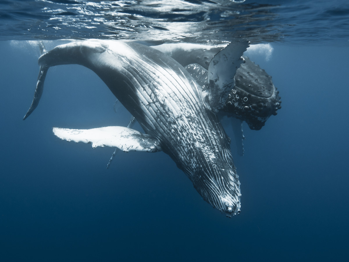 Bultrug in Réunion - Undiscovered.nl