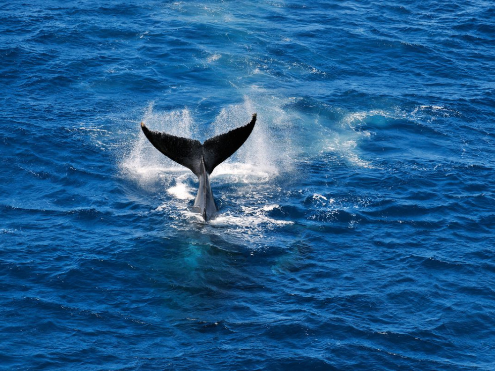 Bultrug in Réunion - Undiscovered.nl