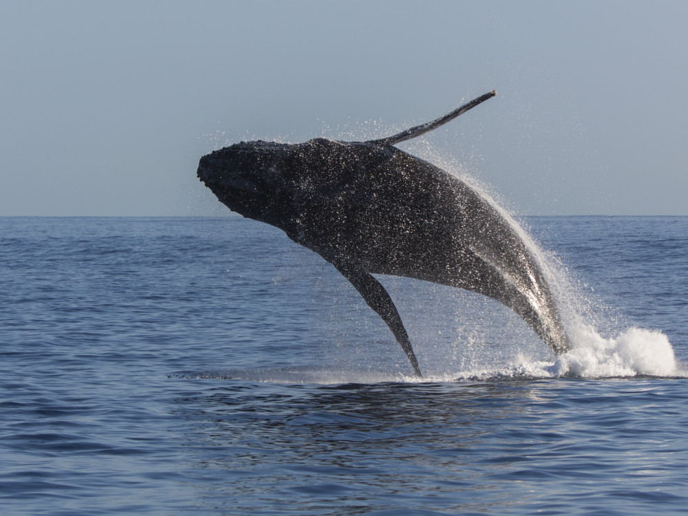 Bultrug in Réunion - Undiscovered.nl