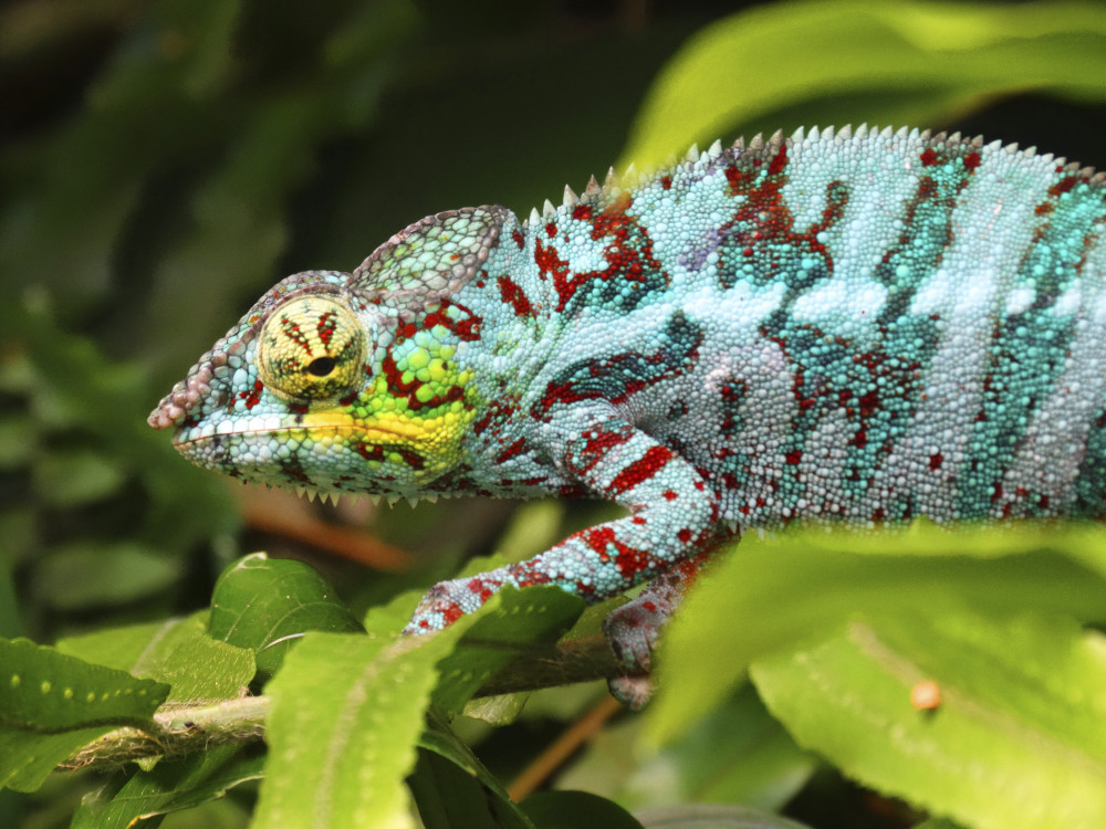 Kameleon in Madagascar - Undiscovered.nl