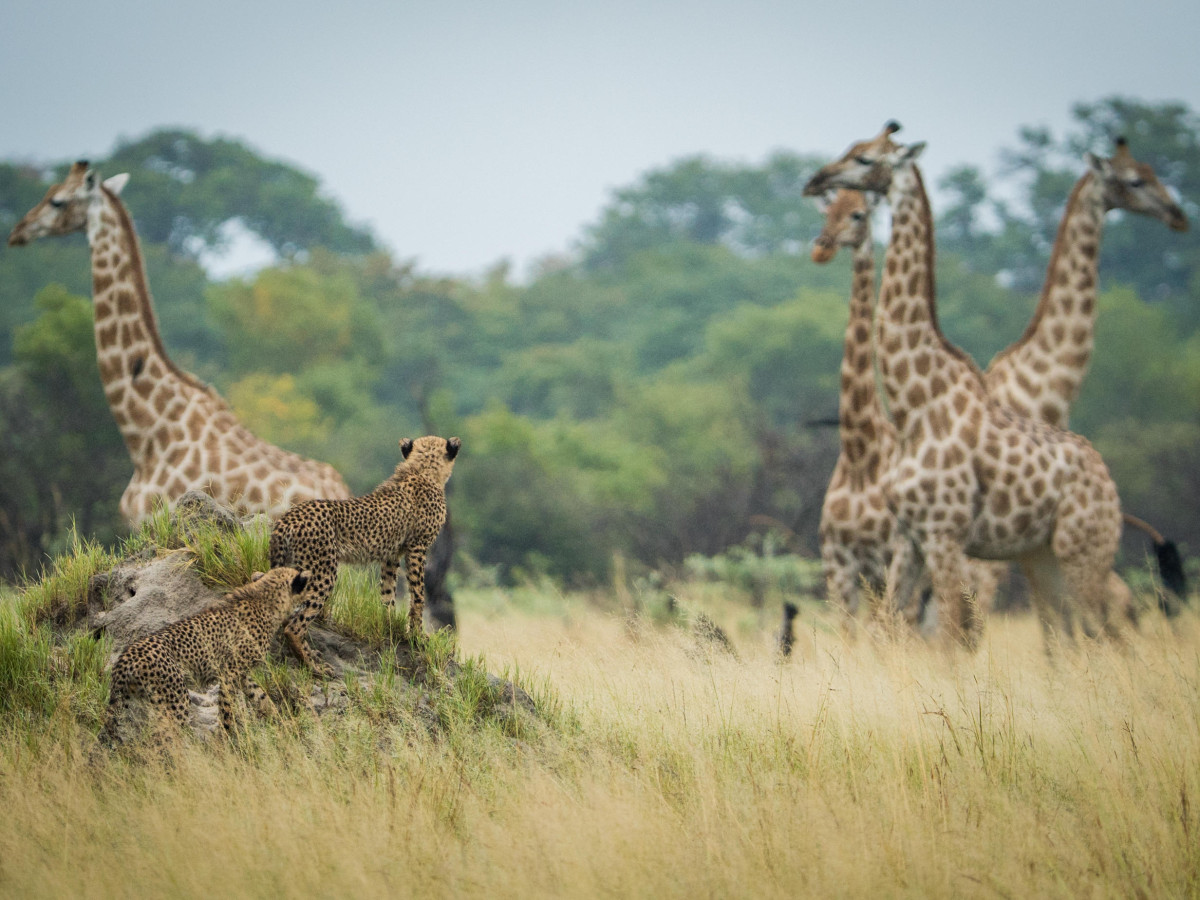 Hwange National Park Zimbabwe - Undiscovered.nl