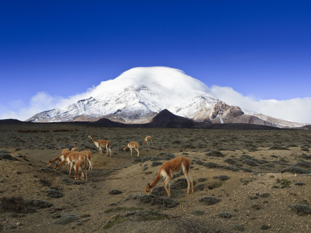 Wildleven in Chimborazo, Ecuador - Undiscovered.nl