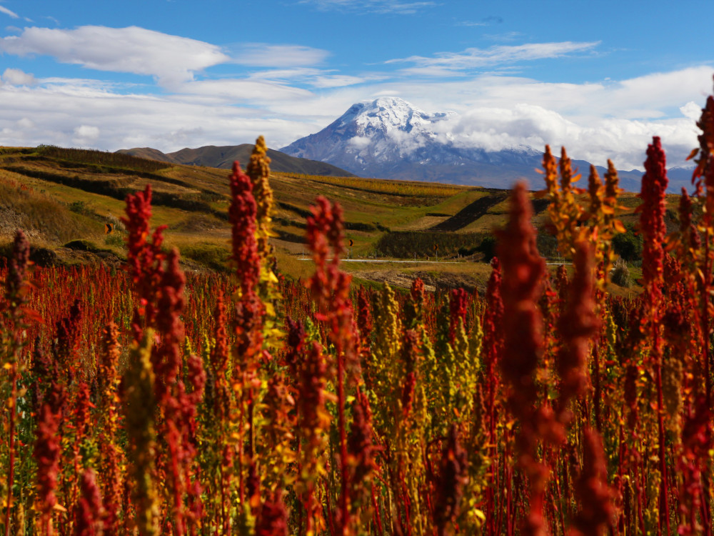 Chimborazo in Ecuador - Undiscovered.nl
