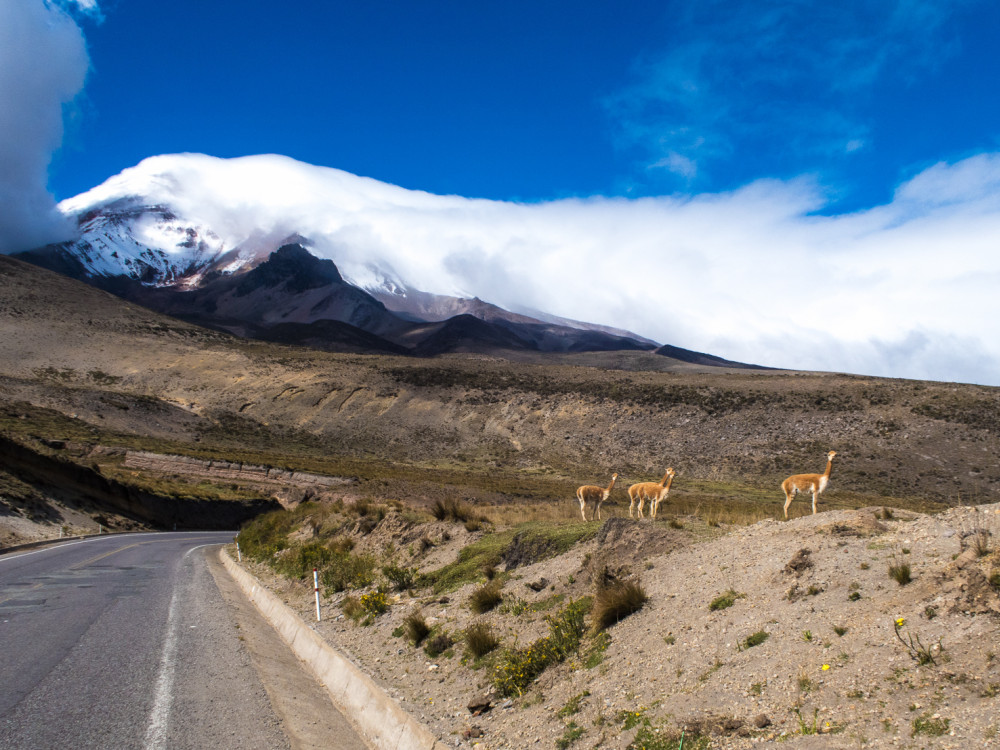 Wildleven in Chimborazo, Ecuador - Undiscovered.nl