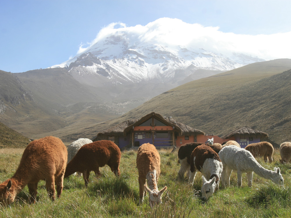 Alpacas in Chimborazo, Ecuador - Undiscovered.nl