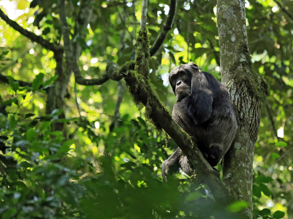 Chimpansee in boom - Undiscovered.nl