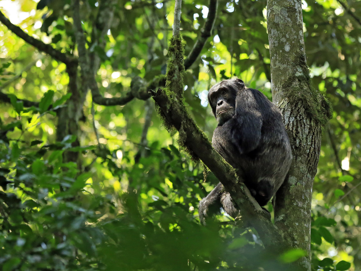 Chimpansees in een boom in Oeganda - Undiscovered.nl