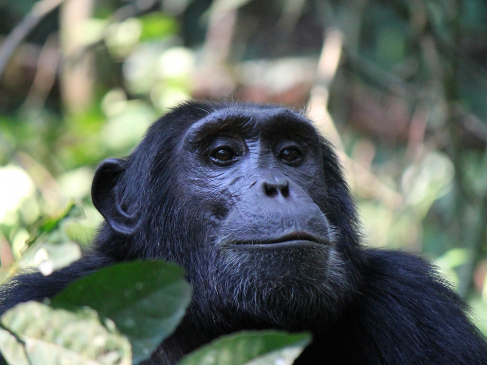 Chimpansee in Oeganda - Undiscovered.nl