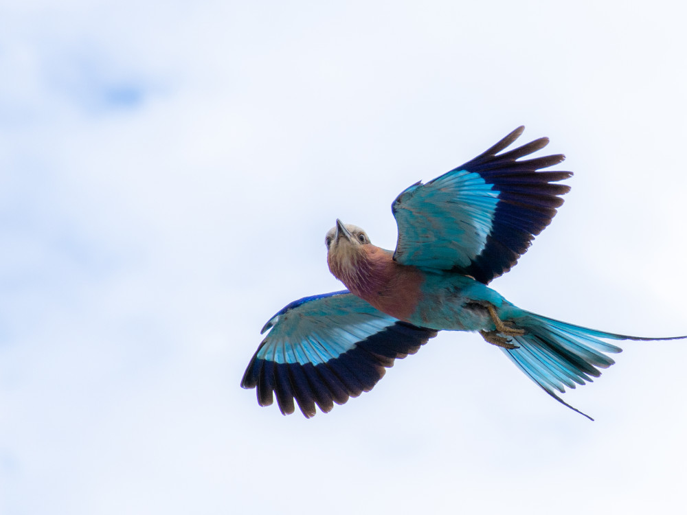 Vogel in Botswana - Undiscovered.nl
