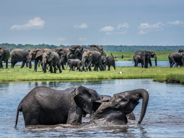 Olifanten Chobe National Park - Undiscovered.nl