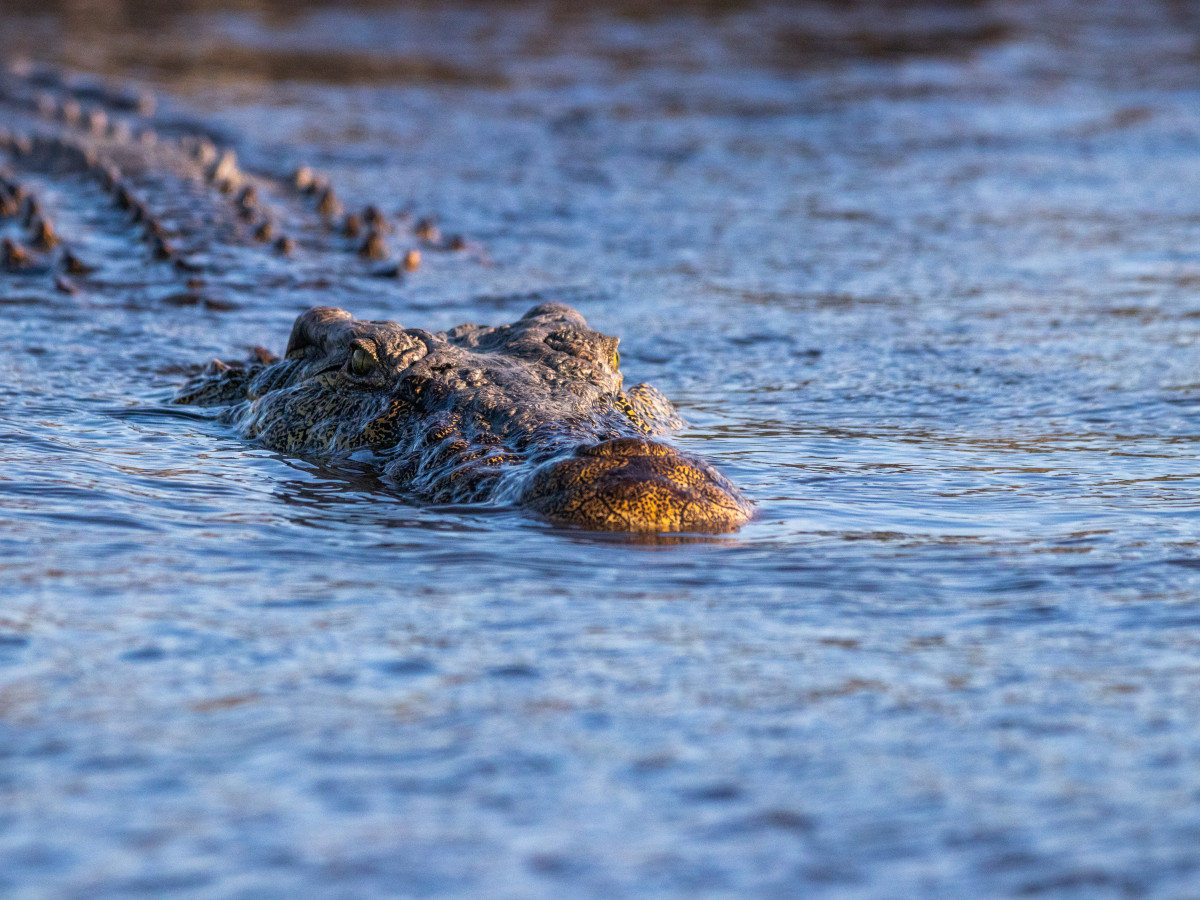 Krokodil Chobe National Park - Undiscovered.nl
