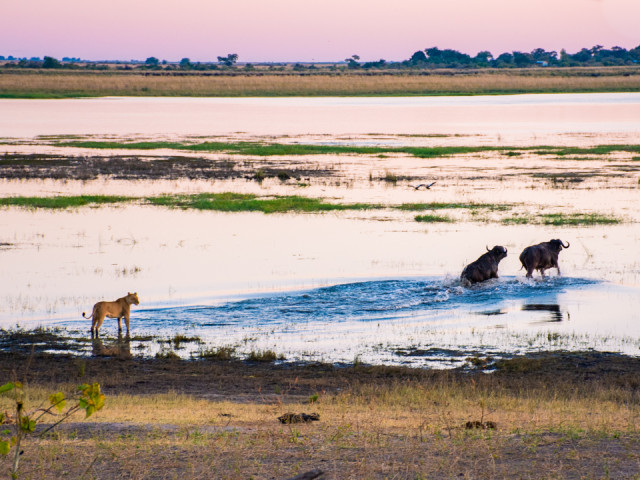 Chobe National Park, Botswana - Undiscovered.nl