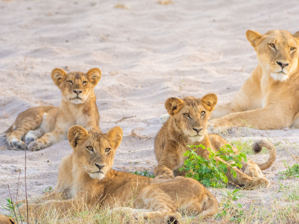 Leeuwen Chobe National Park, Botswana - Undiscovered.nl