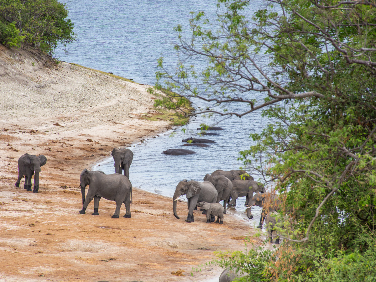Olifanten in Chobe National Park, Botswana - Undiscovered.nl