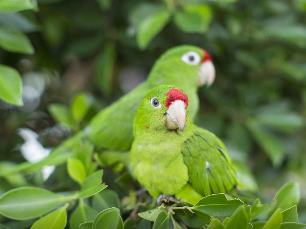 Chocoyos papegaai, Nicaragua - Undiscovered.nl