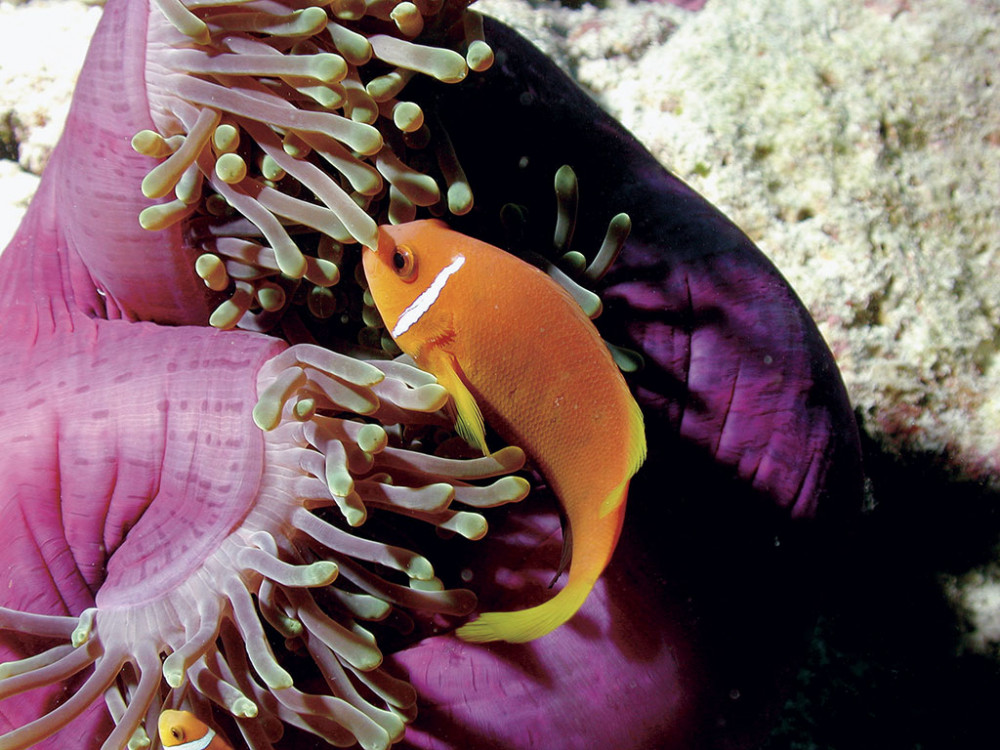 Amphiprion Ephippium - Undiscovered.nl