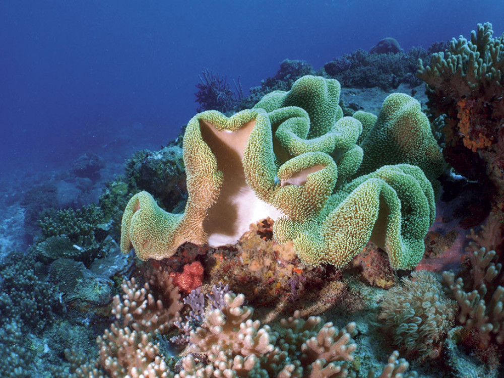 Koraalrif - Undiscovered.nl
