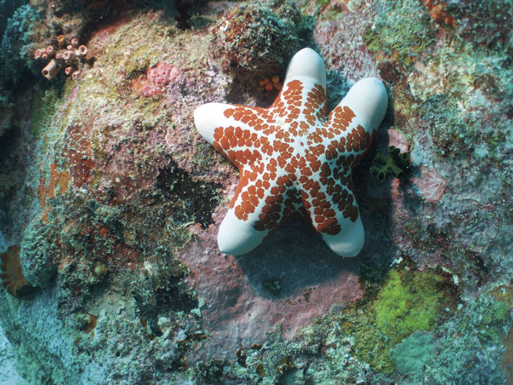 Zeester - Undiscovered.nl