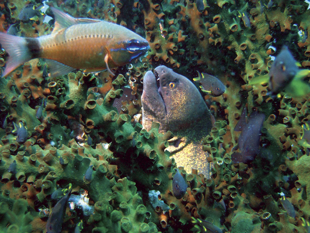 Verschillende vissen - Undiscovered.nl