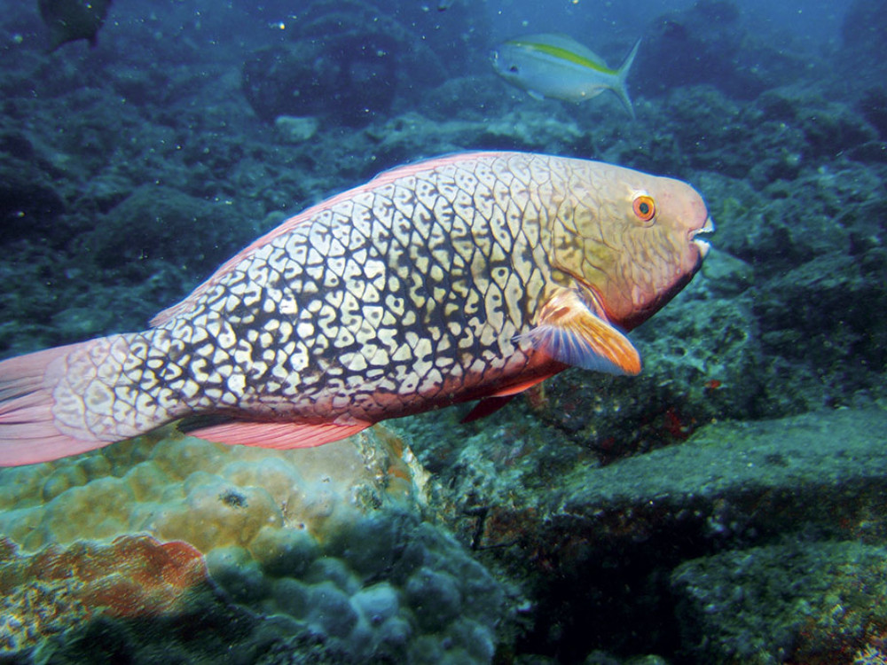 Papegaaivis - Undiscovered.nl