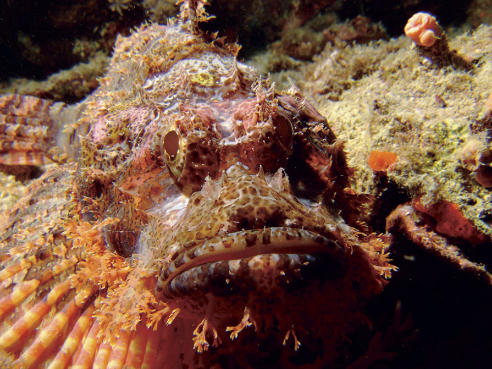 Scorpaenopsis oxycephala, Schorpioenvis - Undiscovered.nl