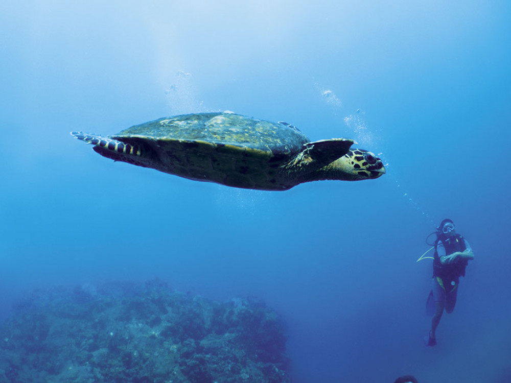 Zeeschildpad en duiker - Undiscovered.nl