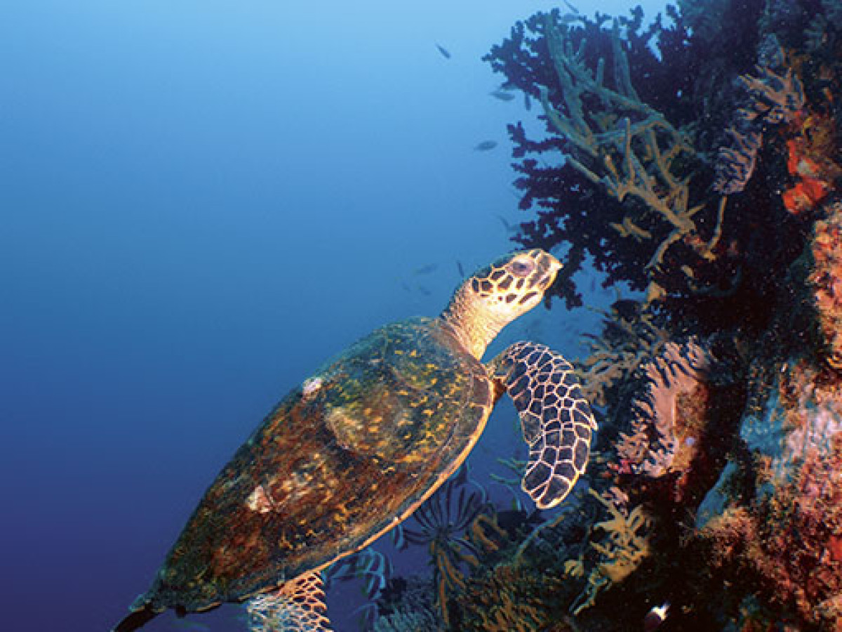 Zeeschildpad in Madagascar - Undiscovered.nl