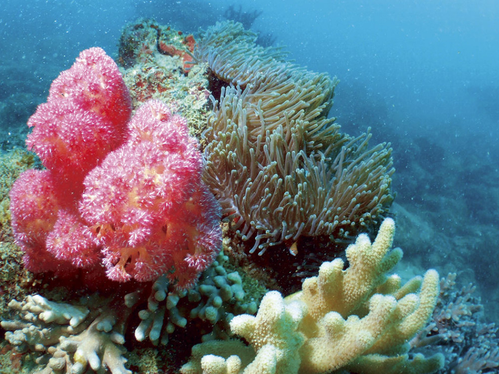 Koraal - Undiscovered.nl