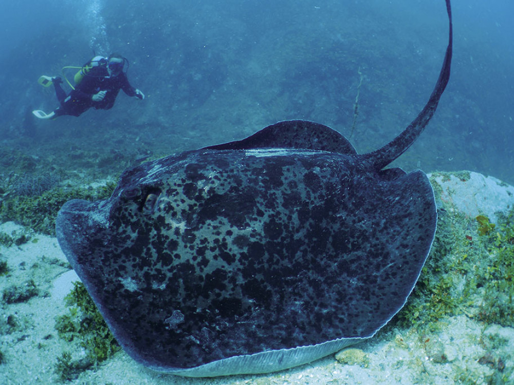 Rog in Madagascar - Undiscovered.nl