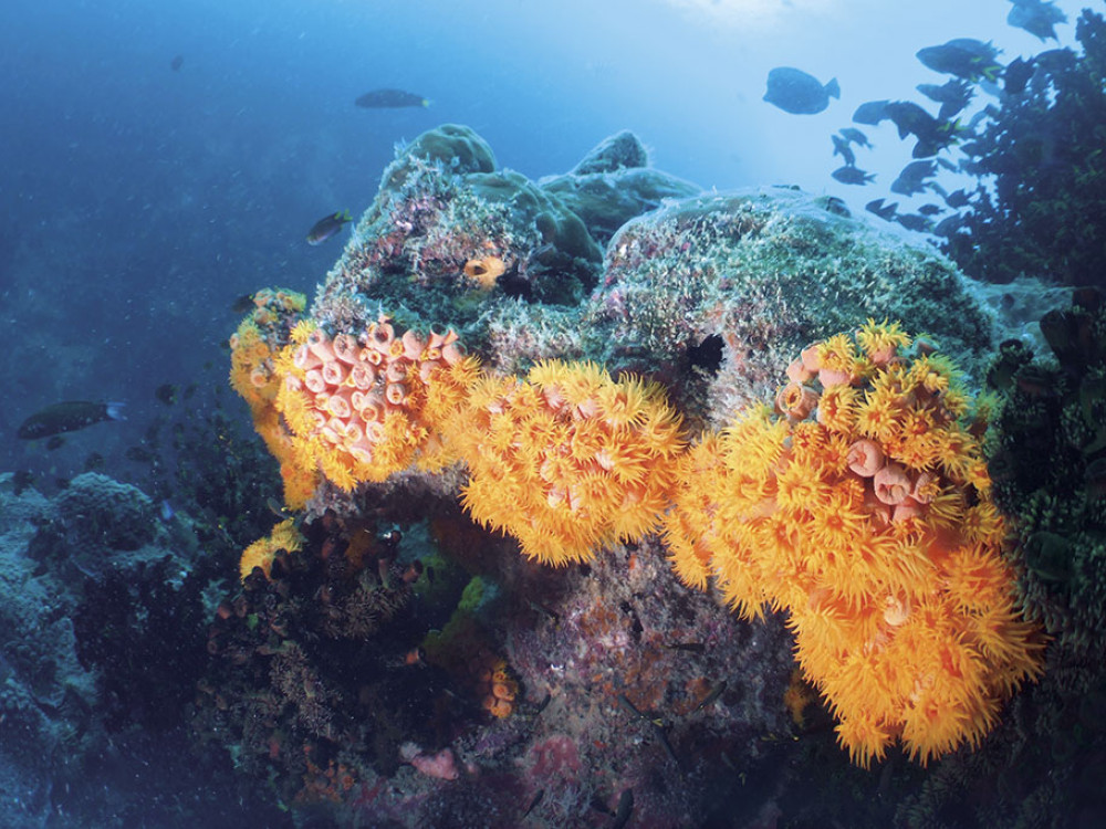 Koraalrif - Undiscovered.nl