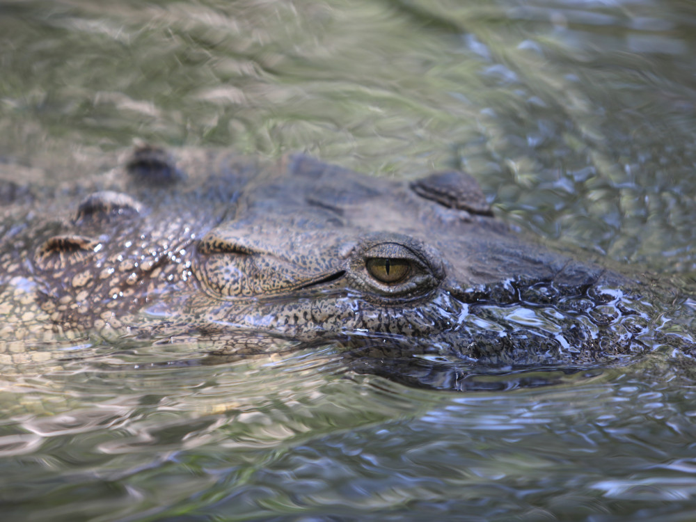 Krokodil boven water in Bahía de Jiquilisco, El Salvador - Undiscovered.nl