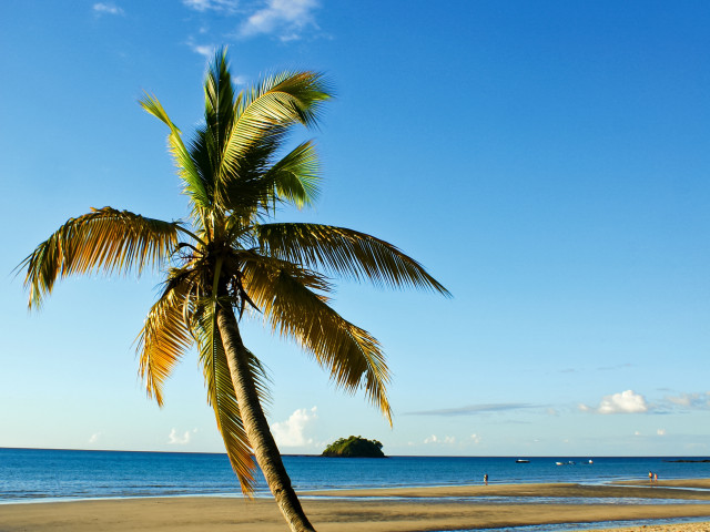 Kokospalm op Nosy Be, eiland, Madagascar - Undiscovered.nl