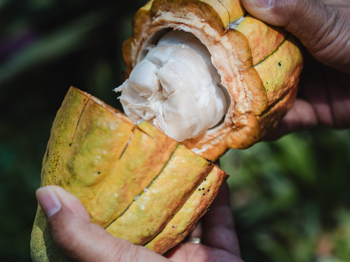 Cacaovrucht met verse cacaobonen op de Lasang Cacao Farm, Bohol, Filipijnen - Undiscovered.nl