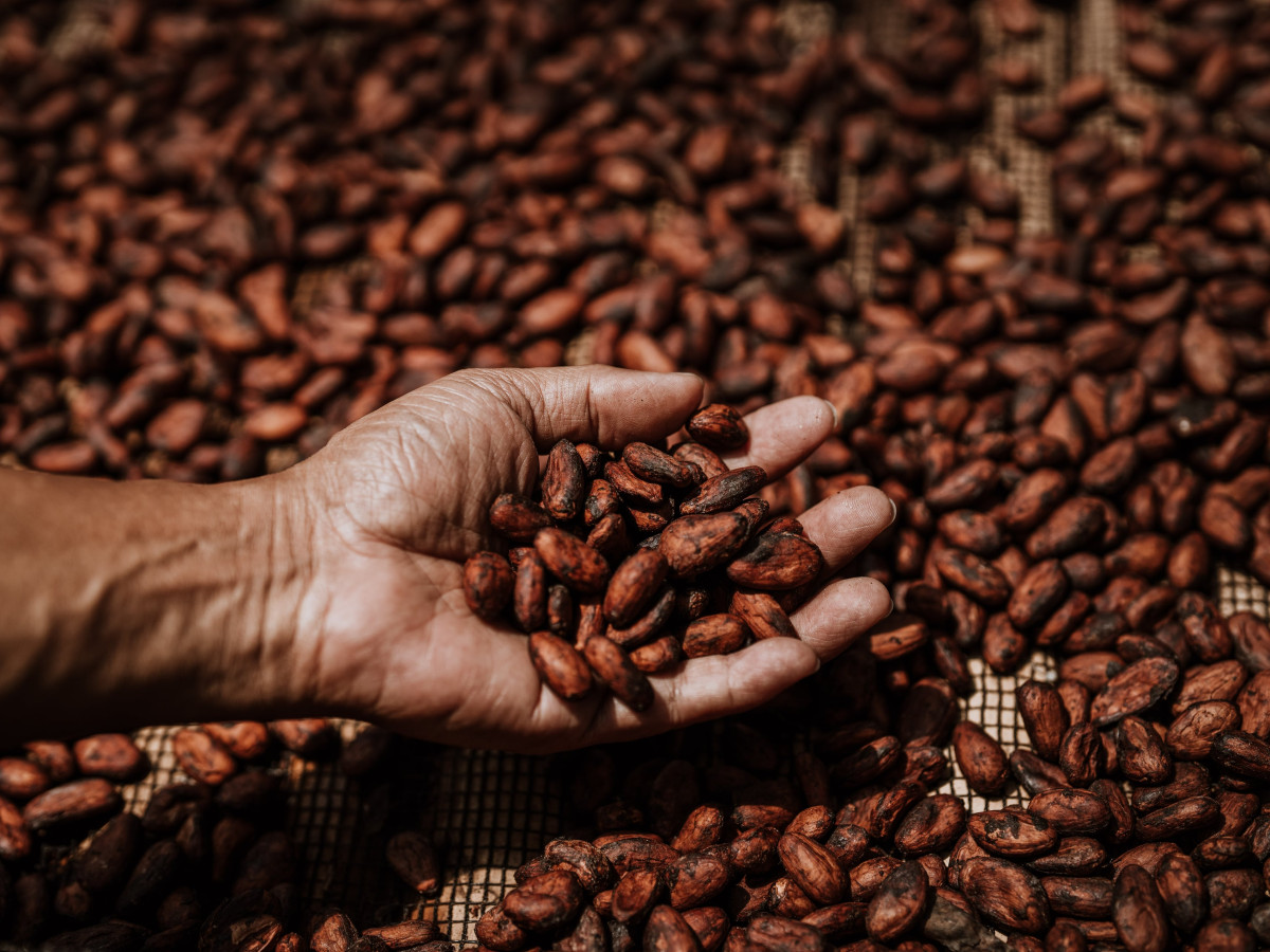 Hand van local met cacaobonen op de Lasang Cacao Farm, Bohol - Undiscovered.nl