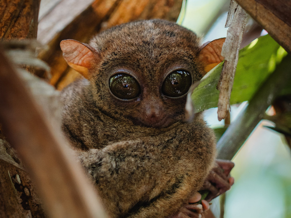 Filipijnse Tarsier op Bohol, Filipijnen - Undiscovered.nl