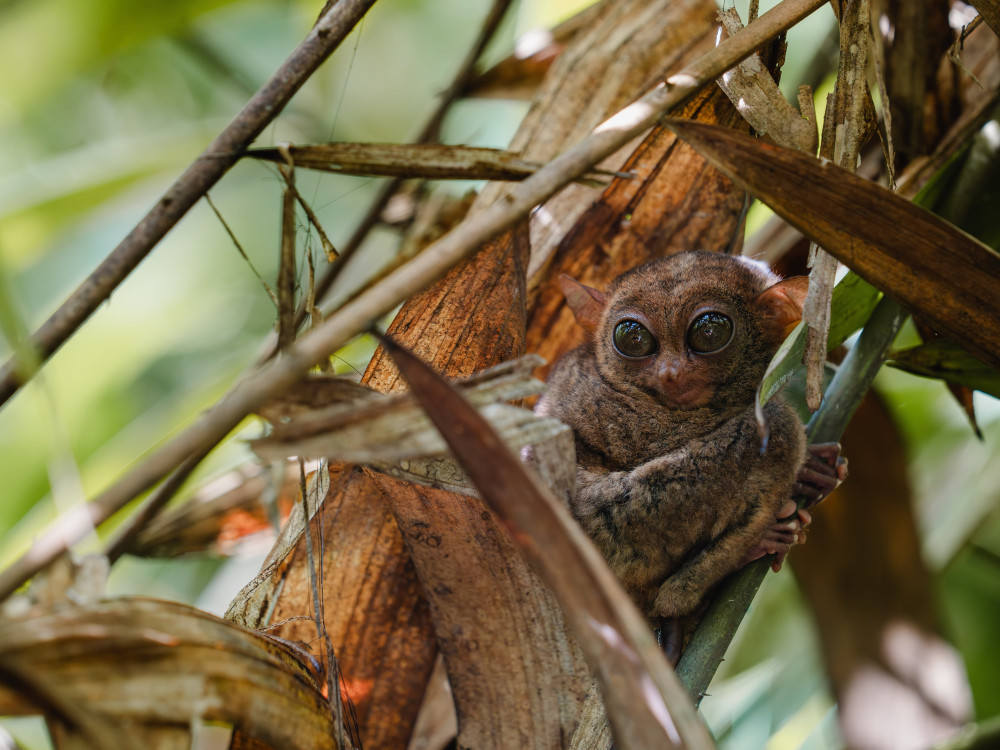 Filipijnse Tarsier op Bohol, Filipijnen - Undiscovered.nl
