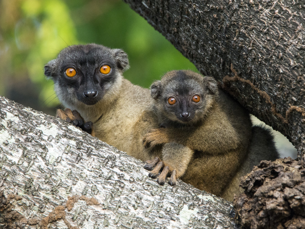 Bruine lemuren in Madagascar - Undiscovered.nl