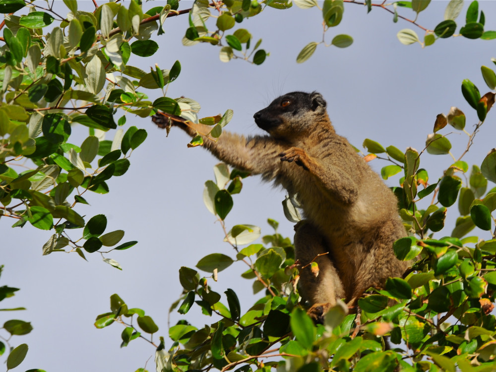 Lemur in een boom, Madagascar - Undiscovered.nl