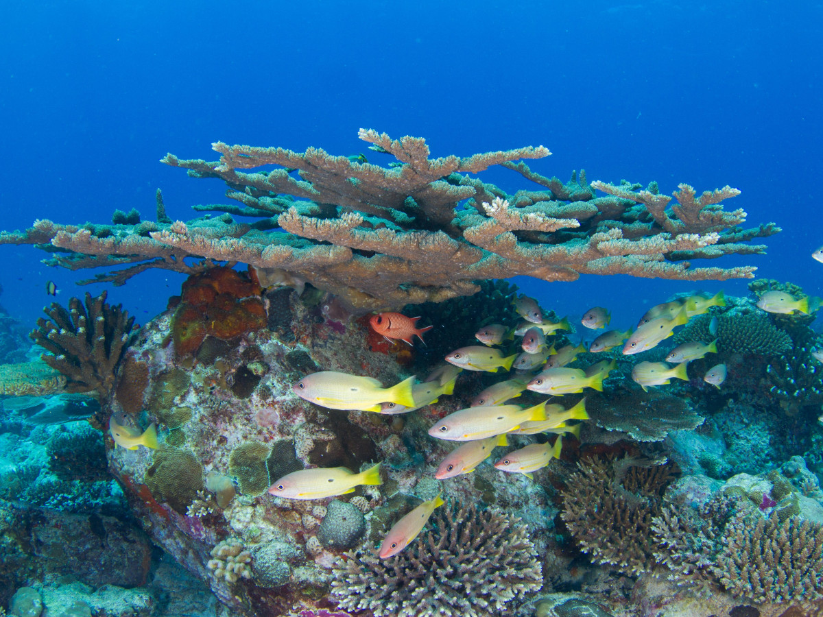 Diving Seychellen - Undiscovered.nl