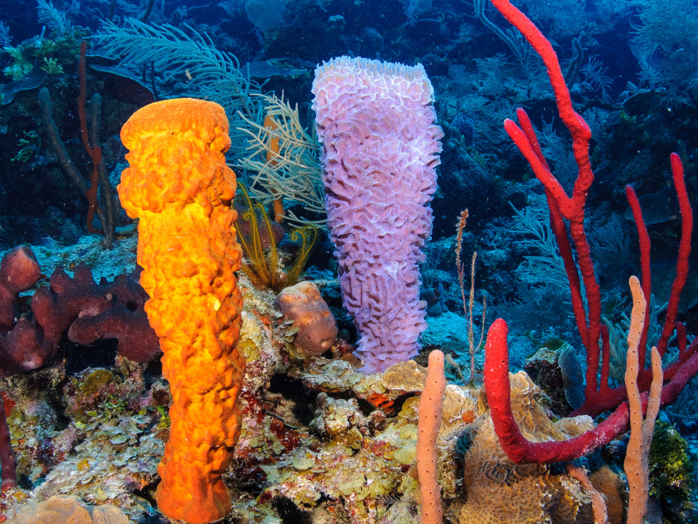 Duiken in Belize - Undiscovered.nl