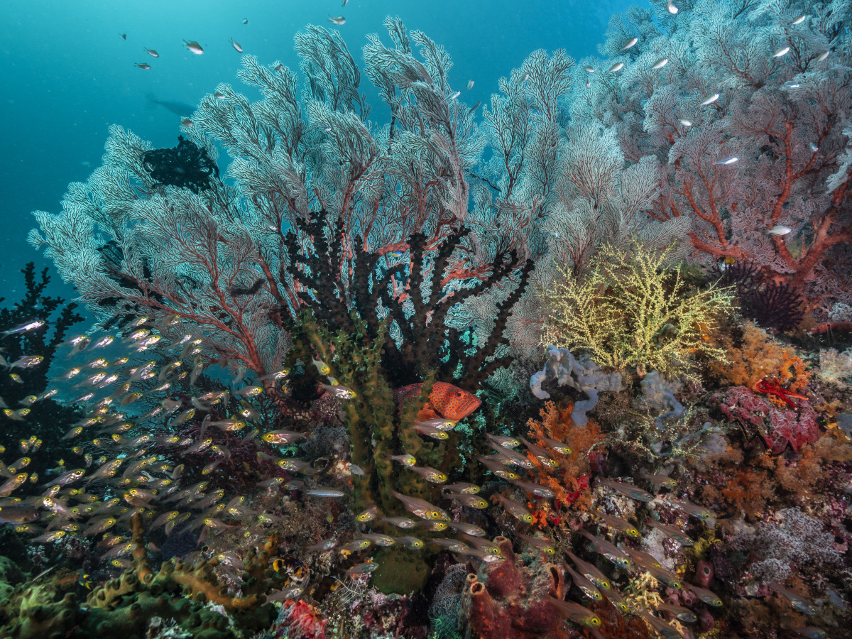Duiken in Raja Ampat met Kri Eco Resort - Undiscovered.nl