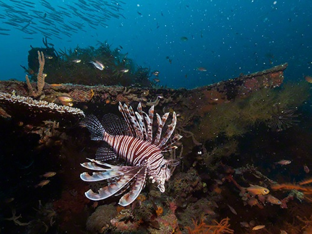 Wrak duiken - Undiscovered.nl