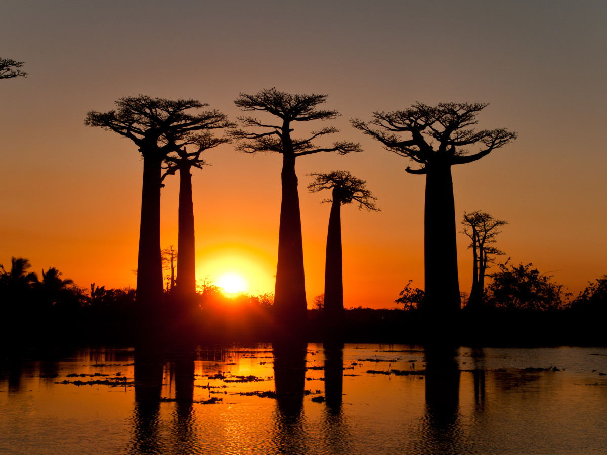 Baobab Alley, Madagascar - Undiscovered.nl