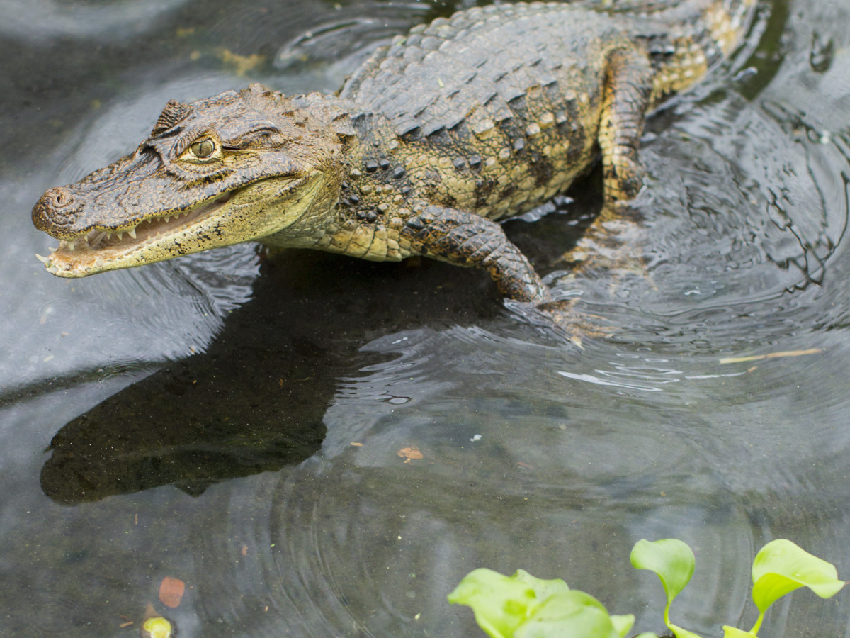 Krokodil in Nicaragua - Undiscovered.nl