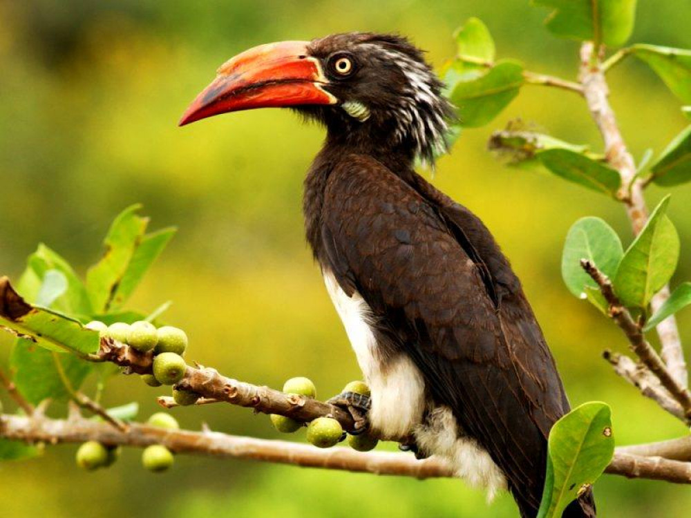 Neushoornvogel (Crowned Hornbill) - Undiscovered.nl